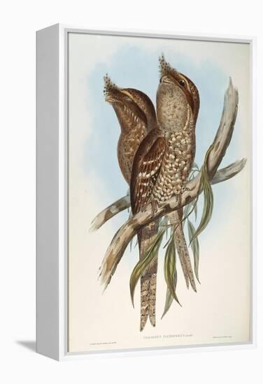 Illustration from John GouldS The Birds of Australia Representing Tawny Frogmouth Podargus Strigoid-null-Framed Premier Image Canvas