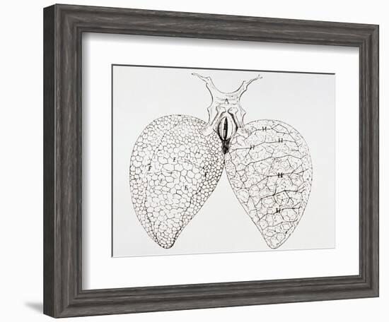 Illustration From Malpighi's Book on the Lungs-Science Photo Library-Framed Photographic Print