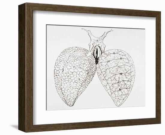 Illustration From Malpighi's Book on the Lungs-Science Photo Library-Framed Photographic Print