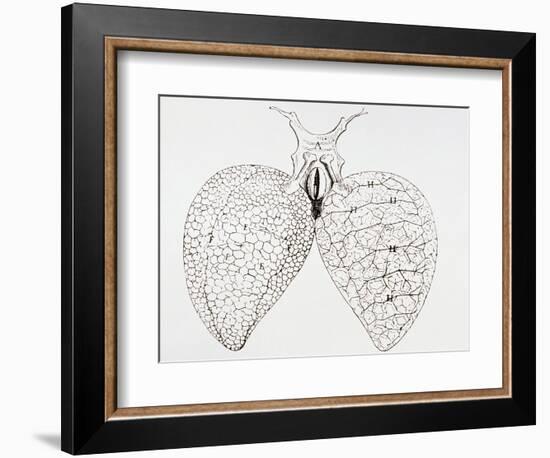 Illustration From Malpighi's Book on the Lungs-Science Photo Library-Framed Photographic Print