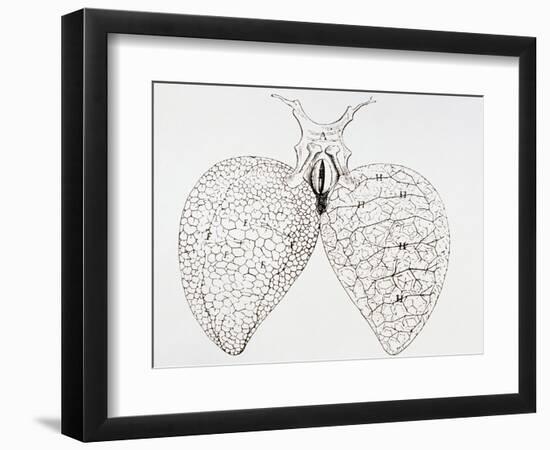 Illustration From Malpighi's Book on the Lungs-Science Photo Library-Framed Photographic Print