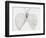 Illustration From Malpighi's Book on the Lungs-Science Photo Library-Framed Photographic Print