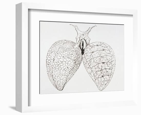 Illustration From Malpighi's Book on the Lungs-Science Photo Library-Framed Photographic Print