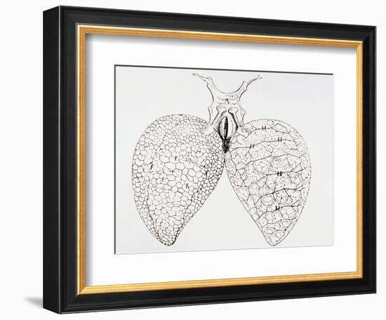 Illustration From Malpighi's Book on the Lungs-Science Photo Library-Framed Photographic Print