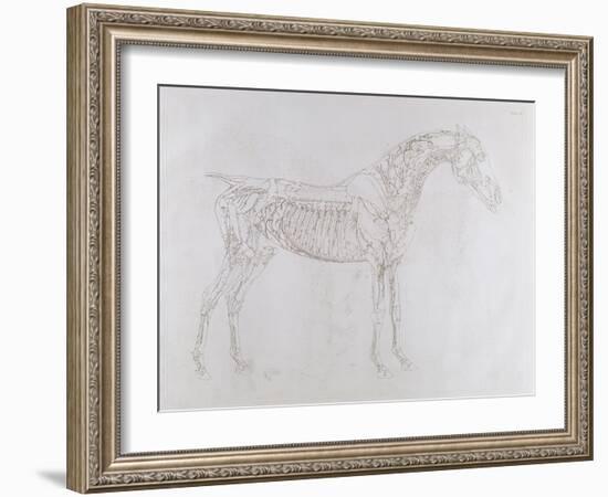 Illustration from 'The Anatomy of the Horse, Including a Particular Description of the Bones,…-George Stubbs-Framed Giclee Print