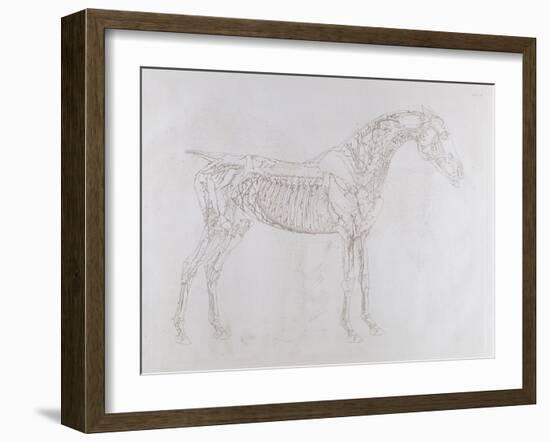 Illustration from 'The Anatomy of the Horse, Including a Particular Description of the Bones,…-George Stubbs-Framed Giclee Print