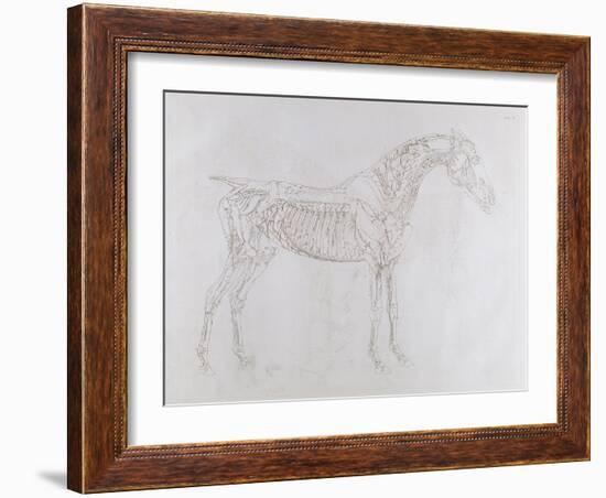 Illustration from 'The Anatomy of the Horse, Including a Particular Description of the Bones,…-George Stubbs-Framed Giclee Print