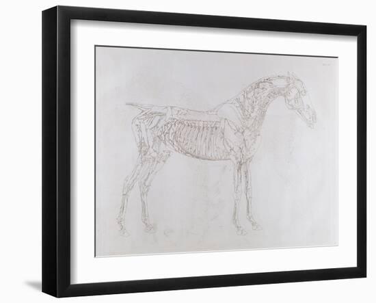 Illustration from 'The Anatomy of the Horse, Including a Particular Description of the Bones,…-George Stubbs-Framed Giclee Print