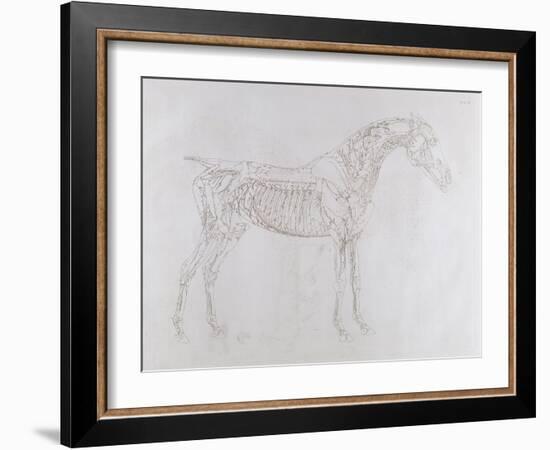 Illustration from 'The Anatomy of the Horse, Including a Particular Description of the Bones,…-George Stubbs-Framed Giclee Print