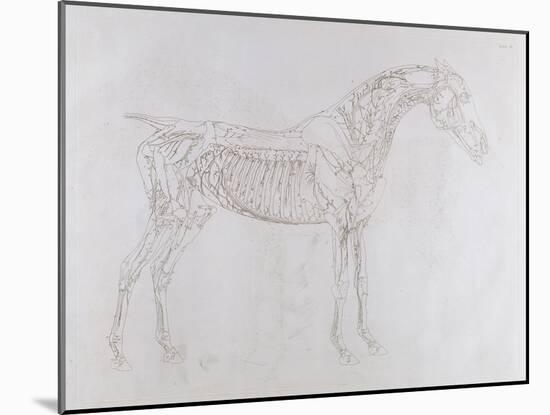 Illustration from 'The Anatomy of the Horse, Including a Particular Description of the Bones,…-George Stubbs-Mounted Giclee Print