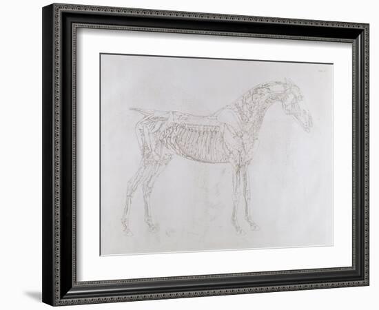 Illustration from 'The Anatomy of the Horse, Including a Particular Description of the Bones,…-George Stubbs-Framed Giclee Print