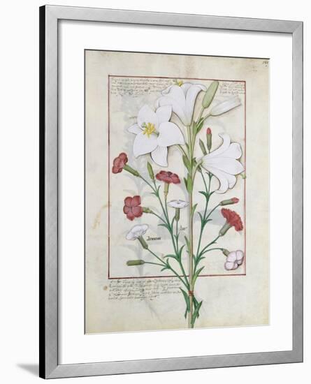 Illustration from the Book of Simple Medicines by Mattheaus Platearius-Robinet Testard-Framed Giclee Print