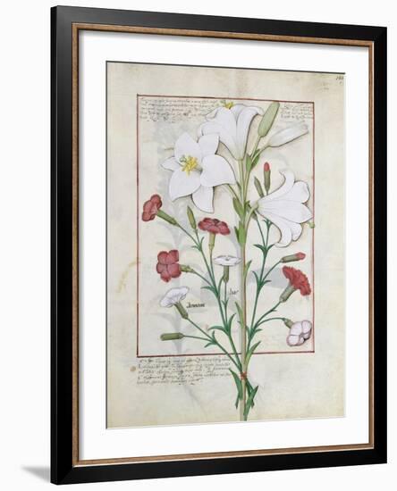 Illustration from the Book of Simple Medicines by Mattheaus Platearius-Robinet Testard-Framed Giclee Print