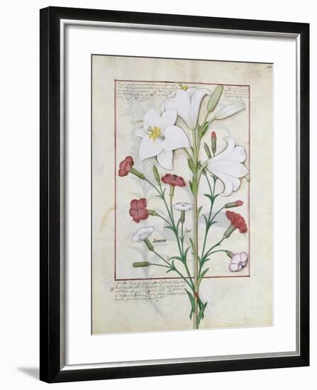Illustration from the Book of Simple Medicines by Mattheaus Platearius-Robinet Testard-Framed Giclee Print