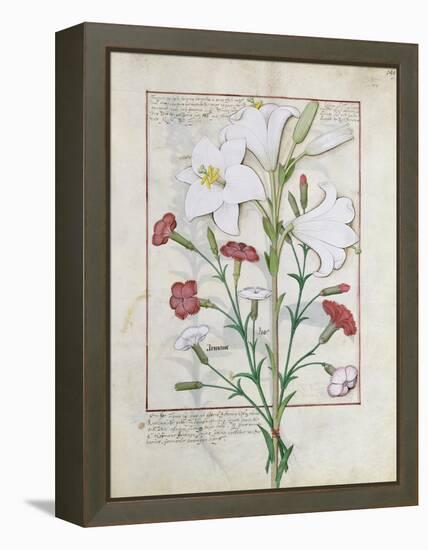 Illustration from the Book of Simple Medicines by Mattheaus Platearius-Robinet Testard-Framed Premier Image Canvas