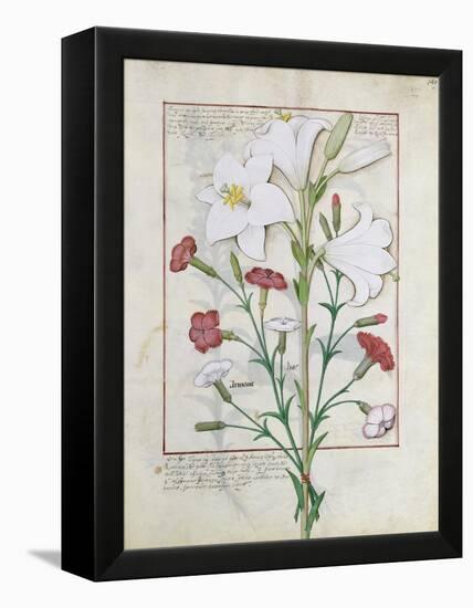 Illustration from the Book of Simple Medicines by Mattheaus Platearius-Robinet Testard-Framed Premier Image Canvas