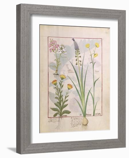 Illustration from the Book of Simple Medicines by Mattheaus Platearius-Robinet Testard-Framed Giclee Print