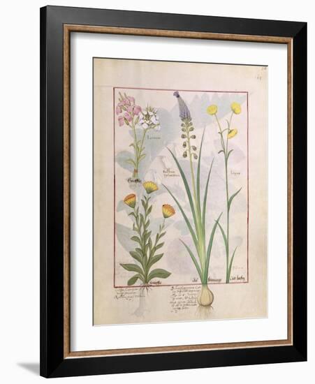 Illustration from the Book of Simple Medicines by Mattheaus Platearius-Robinet Testard-Framed Giclee Print