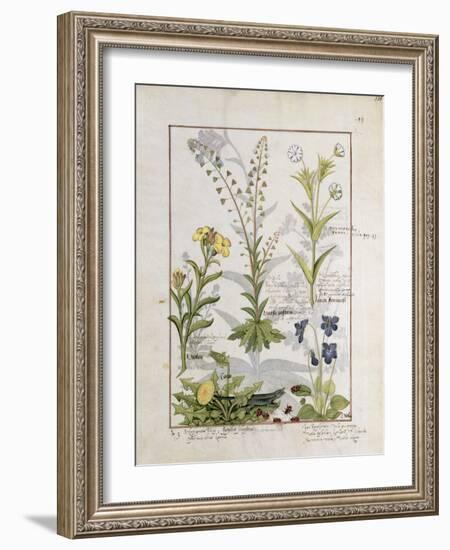 Illustration from the Book of Simple Medicines by Mattheaus Platearius-Robinet Testard-Framed Giclee Print