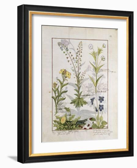 Illustration from the Book of Simple Medicines by Mattheaus Platearius-Robinet Testard-Framed Giclee Print