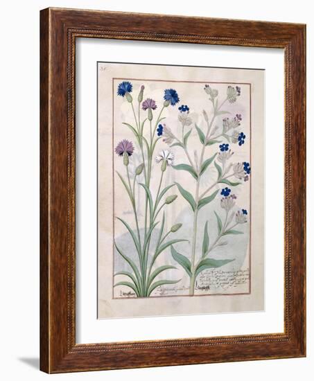 Illustration from the Book of Simple Medicines by Mattheaus Platearius-Robinet Testard-Framed Giclee Print