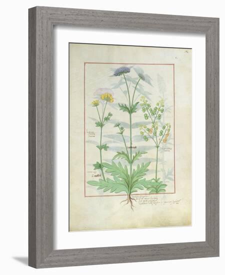 Illustration from 'Thedbook of Simple Medicines' by Mattheaus Platearius-Robinet Testard-Framed Giclee Print