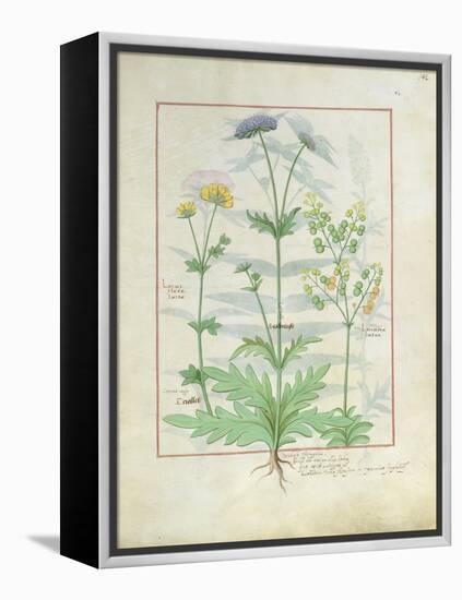 Illustration from 'Thedbook of Simple Medicines' by Mattheaus Platearius-Robinet Testard-Framed Premier Image Canvas