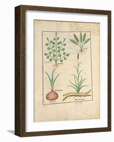 Illustration from 'Thedbook of Simple Medicines' by Mattheaus Platearius-Robinet Testard-Framed Premium Giclee Print
