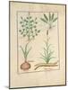 Illustration from 'Thedbook of Simple Medicines' by Mattheaus Platearius-Robinet Testard-Mounted Giclee Print