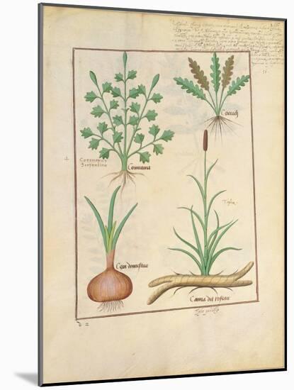 Illustration from 'Thedbook of Simple Medicines' by Mattheaus Platearius-Robinet Testard-Mounted Giclee Print