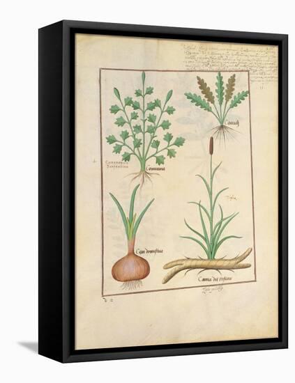 Illustration from 'Thedbook of Simple Medicines' by Mattheaus Platearius-Robinet Testard-Framed Premier Image Canvas