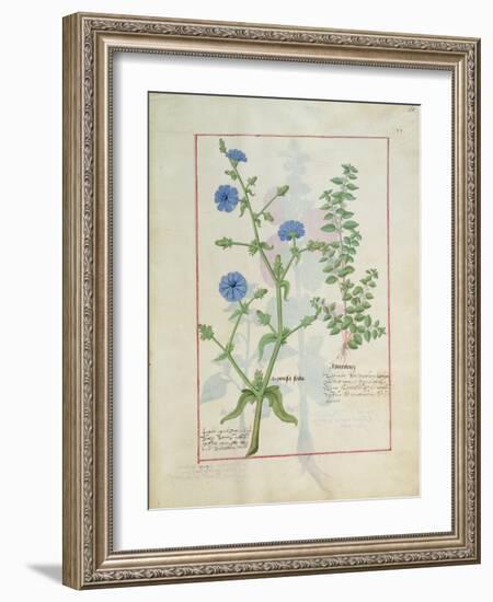 Illustration from 'Thedbook of Simple Medicines' by Mattheaus Platearius-Robinet Testard-Framed Giclee Print