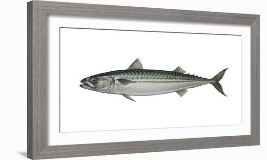 Illustration, Mackerel, Scomber Scombrus, Not Freely for Book-Industry, Series-Carl-Werner Schmidt-Luchs-Framed Photographic Print