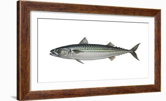 Illustration, Mackerel, Scomber Scombrus, Not Freely for Book-Industry, Series-Carl-Werner Schmidt-Luchs-Framed Photographic Print