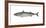 Illustration, Mackerel, Scomber Scombrus, Not Freely for Book-Industry, Series-Carl-Werner Schmidt-Luchs-Framed Photographic Print