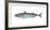 Illustration, Mackerel, Scomber Scombrus, Not Freely for Book-Industry, Series-Carl-Werner Schmidt-Luchs-Framed Photographic Print