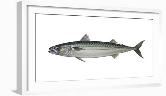 Illustration, Mackerel, Scomber Scombrus, Not Freely for Book-Industry, Series-Carl-Werner Schmidt-Luchs-Framed Photographic Print