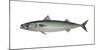 Illustration, Mackerel, Scomber Scombrus, Not Freely for Book-Industry, Series-Carl-Werner Schmidt-Luchs-Mounted Photographic Print