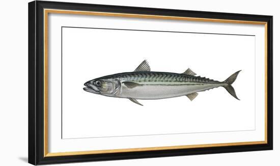 Illustration, Mackerel, Scomber Scombrus, Not Freely for Book-Industry, Series-Carl-Werner Schmidt-Luchs-Framed Photographic Print