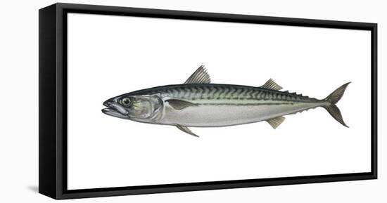 Illustration, Mackerel, Scomber Scombrus, Not Freely for Book-Industry, Series-Carl-Werner Schmidt-Luchs-Framed Premier Image Canvas