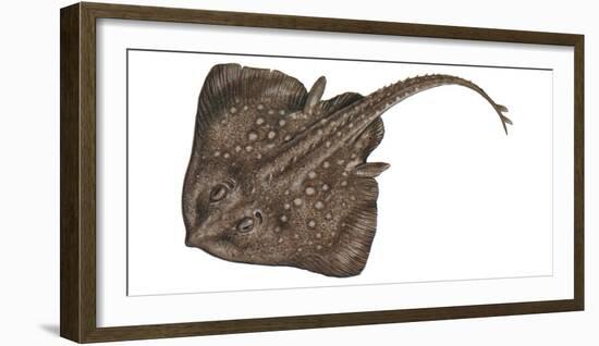 Illustration, Nagelrochen, Raja Clavata, Not Freely for Book-Industry, Series-Carl-Werner Schmidt-Luchs-Framed Photographic Print