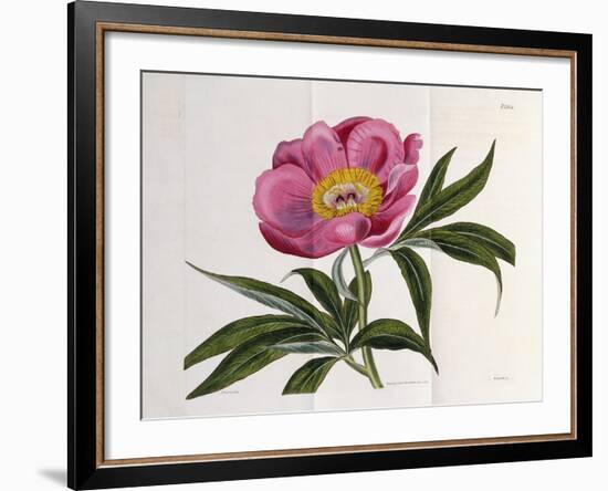 Illustration, Number 2264, from 'The Botanical Magazine', 1787-1826-William Curtis-Framed Giclee Print