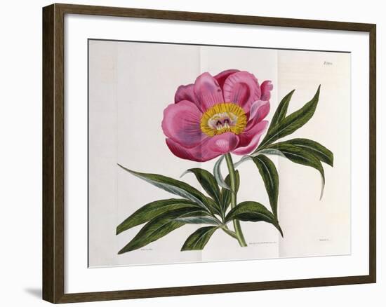 Illustration, Number 2264, from 'The Botanical Magazine', 1787-1826-William Curtis-Framed Giclee Print