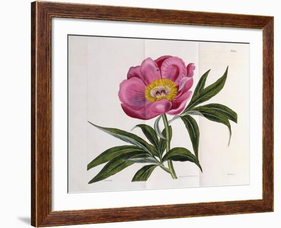 Illustration, Number 2264, from 'The Botanical Magazine', 1787-1826-William Curtis-Framed Giclee Print