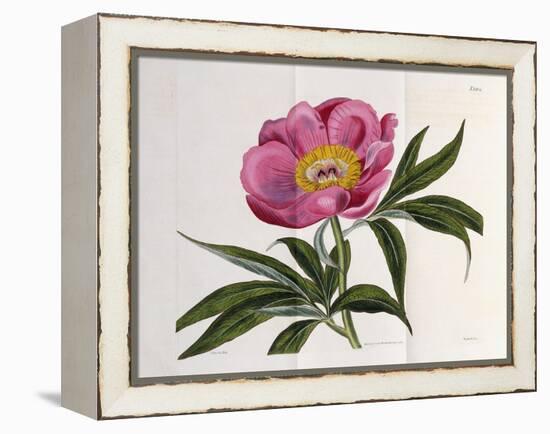 Illustration, Number 2264, from 'The Botanical Magazine', 1787-1826-William Curtis-Framed Premier Image Canvas