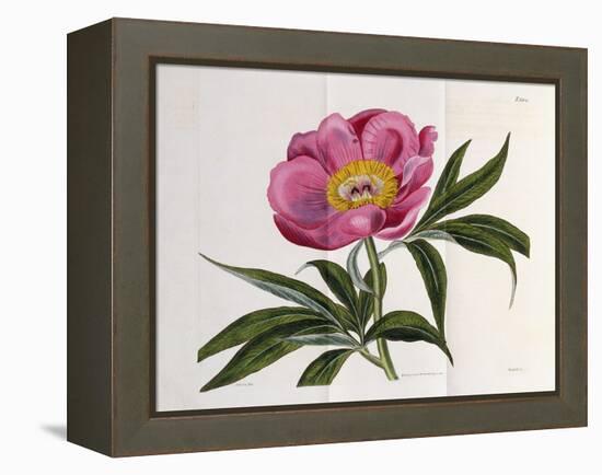 Illustration, Number 2264, from 'The Botanical Magazine', 1787-1826-William Curtis-Framed Premier Image Canvas