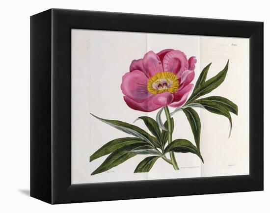 Illustration, Number 2264, from 'The Botanical Magazine', 1787-1826-William Curtis-Framed Premier Image Canvas