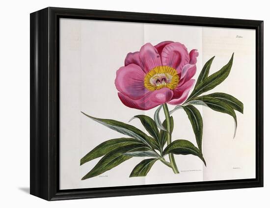 Illustration, Number 2264, from 'The Botanical Magazine', 1787-1826-William Curtis-Framed Premier Image Canvas