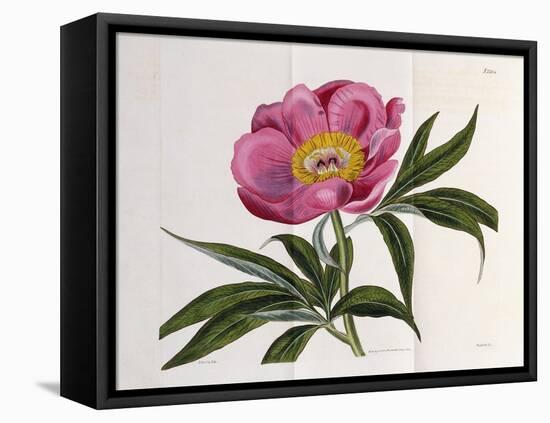 Illustration, Number 2264, from 'The Botanical Magazine', 1787-1826-William Curtis-Framed Premier Image Canvas