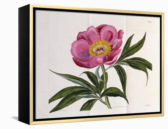 Illustration, Number 2264, from 'The Botanical Magazine', 1787-1826-William Curtis-Framed Premier Image Canvas